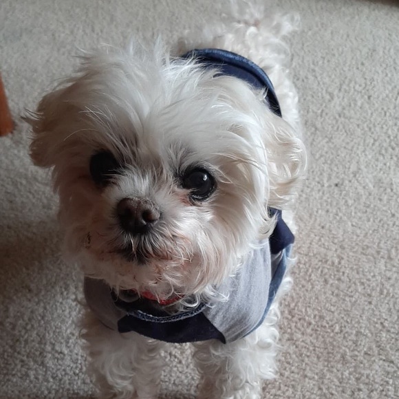 Meet your Posher, Chelsea - Picture 1 of 1